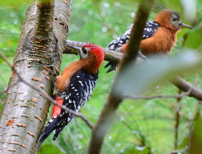 Rufous-bellied Woodpecker - Koji  Tagi