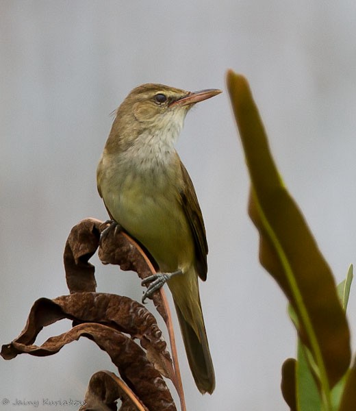 Oriental Reed Warbler - ML379719911