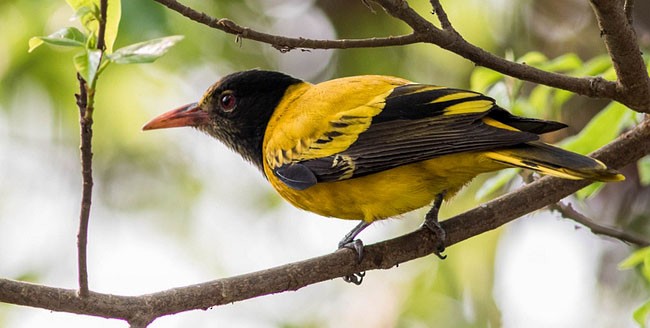Black-hooded Oriole - ML379719991