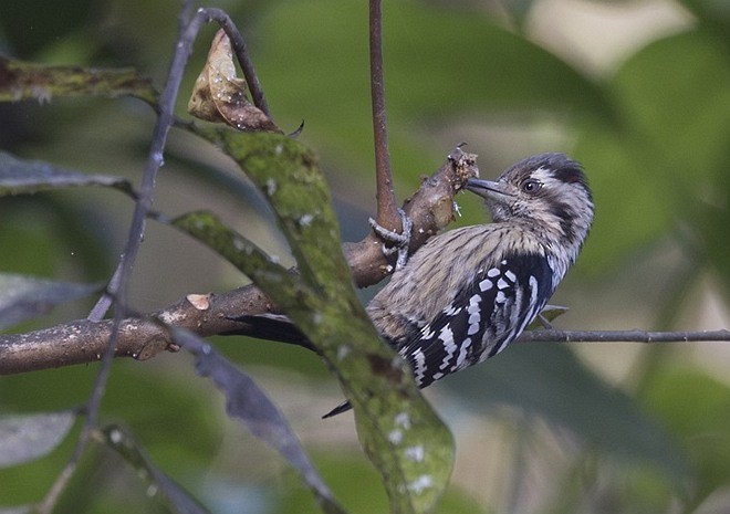 Gray-capped Pygmy Woodpecker - Sarawandeep Singh