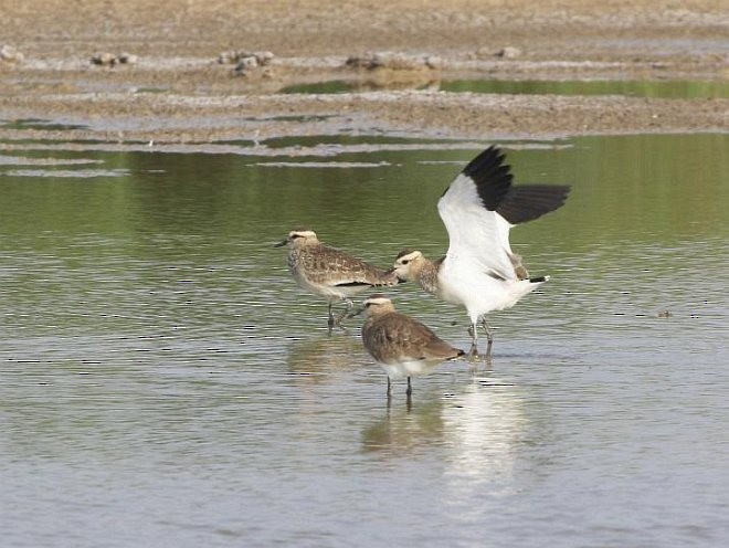 Sociable Lapwing - ML379720121