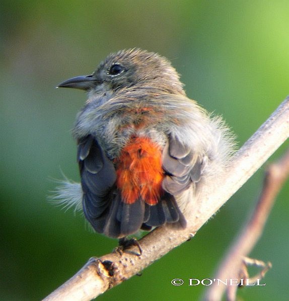 Scarlet-headed Flowerpecker - ML379720491