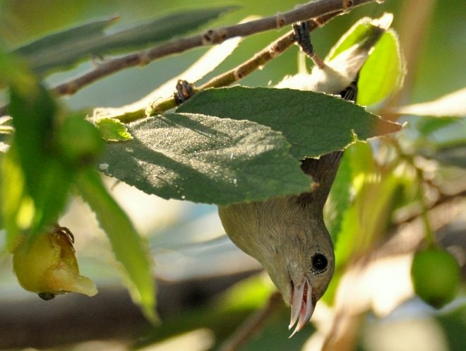 Pale-billed Flowerpecker - ML379720591