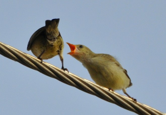 Pale-billed Flowerpecker - ML379720601