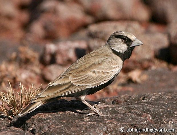 Ashy-crowned Sparrow-Lark - ML379720621
