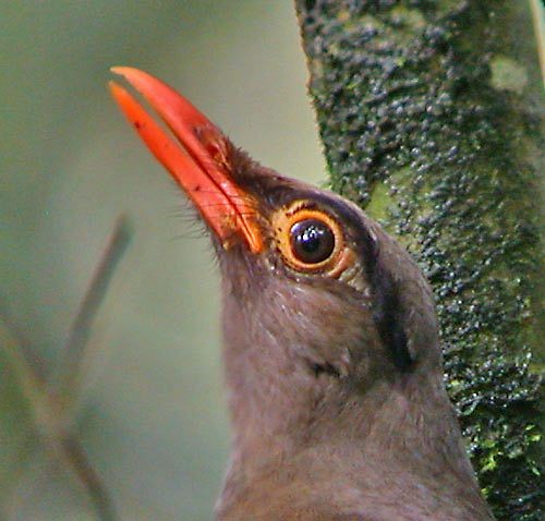 Sulawesi Thrush - ML379720721