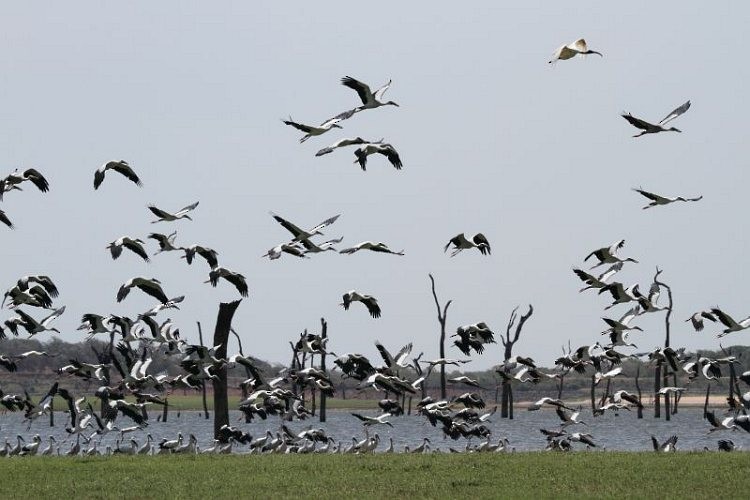 Asian Openbill - ML379720801