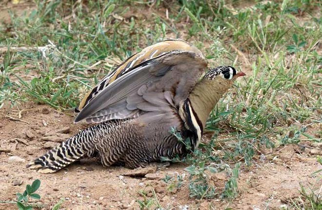 Painted Sandgrouse - ML379720971