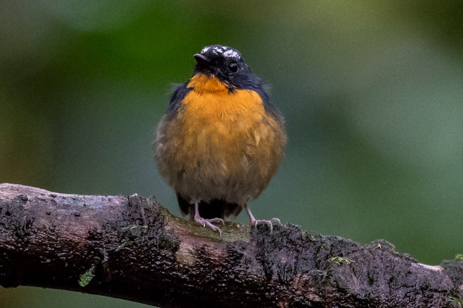 Snowy-browed Flycatcher - ML379720981