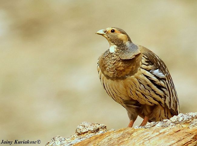 Tibetan Snowcock - ML379721081