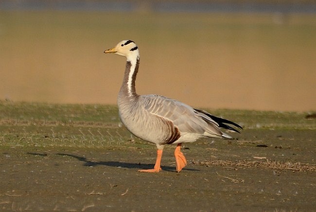 Oca indiana - ML379721091