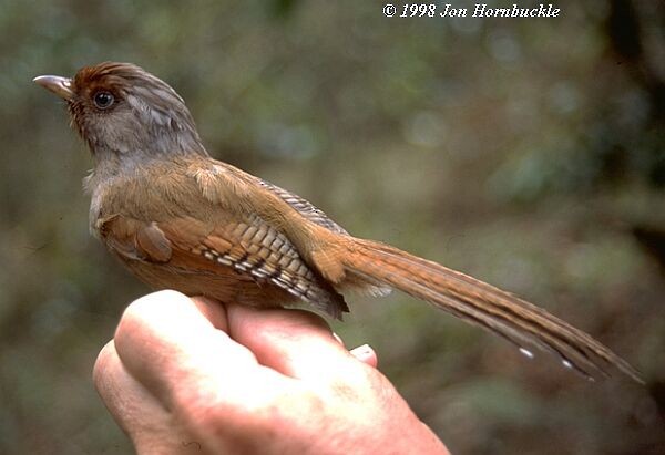 Rusty-fronted Barwing - ML379721111