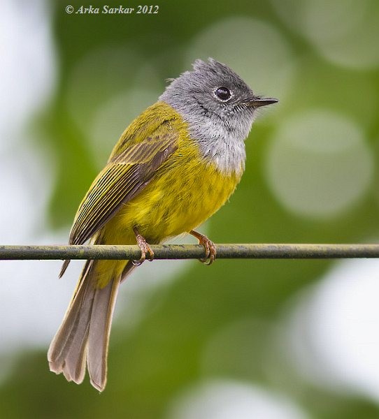 Gray-headed Canary-Flycatcher - ML379721141