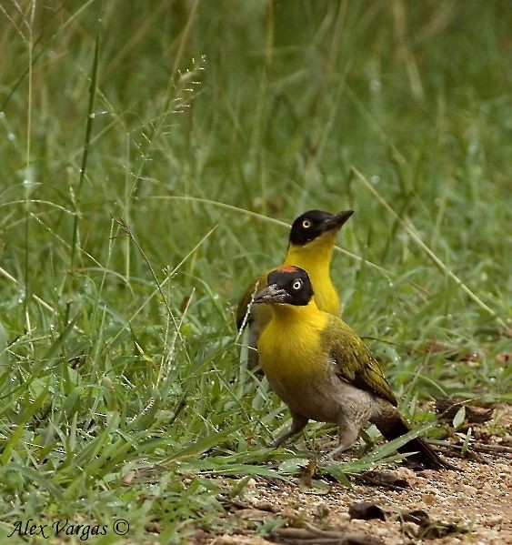 žluna nádherná - ML379721171