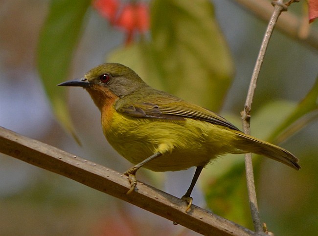 Ruby-cheeked Sunbird - ML379721181