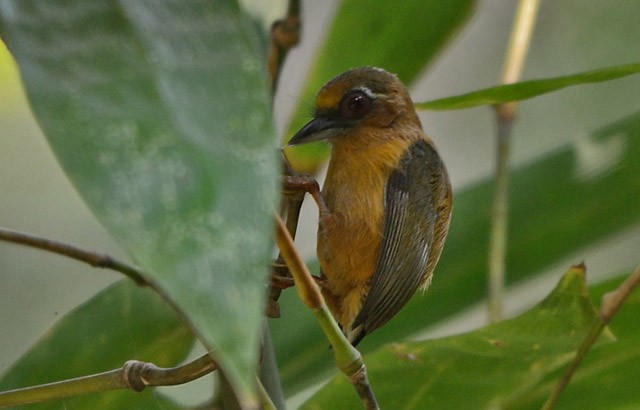 White-browed Piculet - ML379721201
