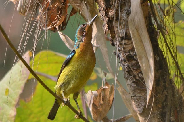 Ruby-cheeked Sunbird - ML379721211