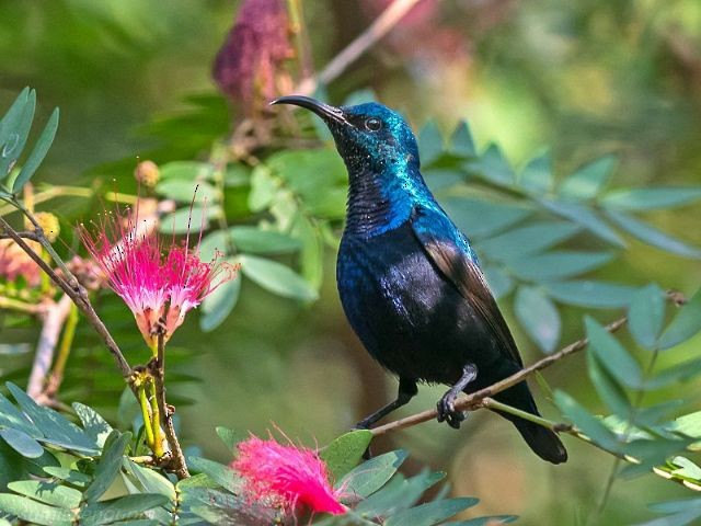 Purple Sunbird - Sumit  Sengupta