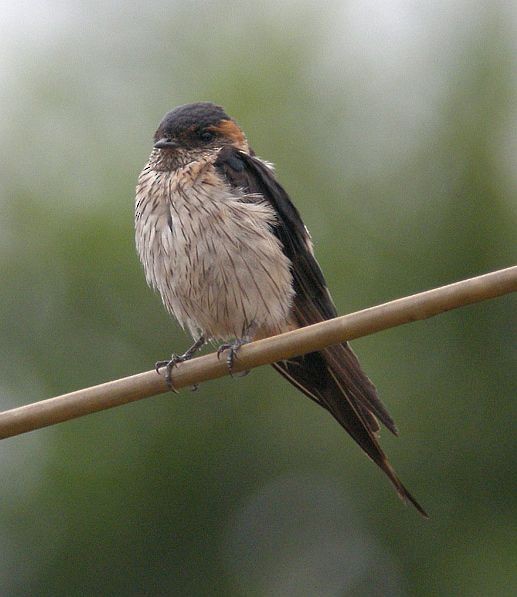Eastern Red-rumped Swallow (Daurian) - ML379721291