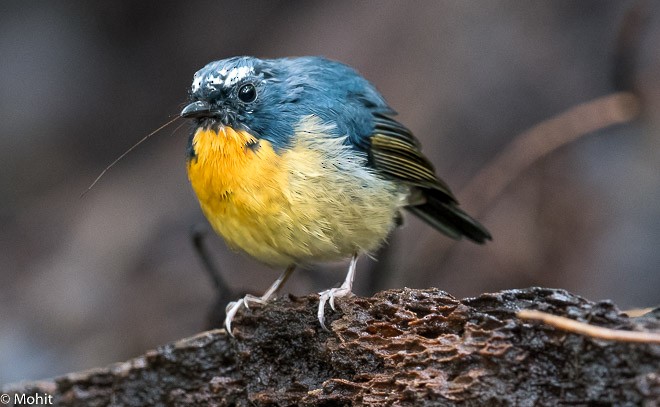 Snowy-browed Flycatcher - ML379721311