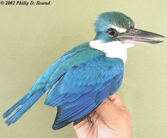 Collared Kingfisher (Oriental) - ML379721341