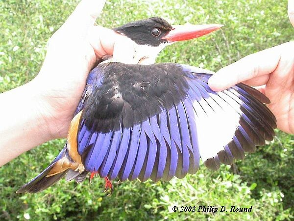 Black-capped Kingfisher - ML379721391