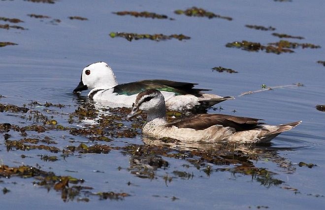 Cotton Pygmy-Goose - ML379721481