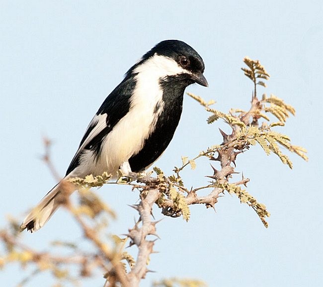 White-naped Tit - Nikhil Devasar