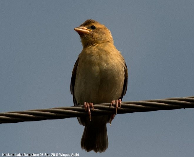 Baya Weaver - ML379721891