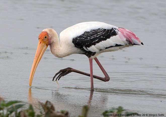 Painted Stork - ML379721901