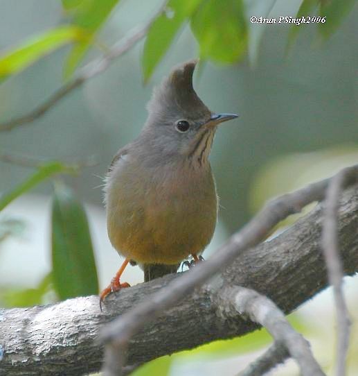 Stripe-throated Yuhina - ML379722061