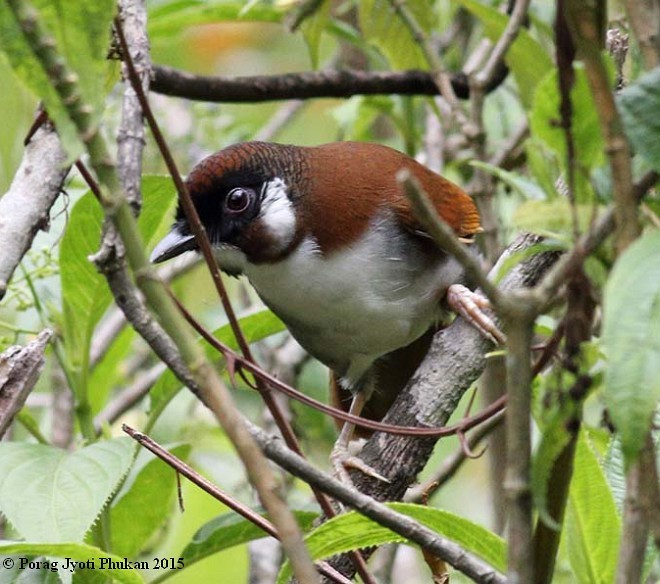 Gray-sided Laughingthrush - ML379722401