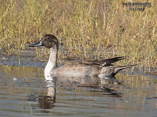 Northern Pintail - ML379722551