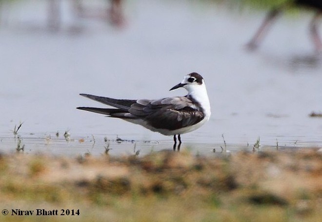 Хилэн хараалай - ML379722571