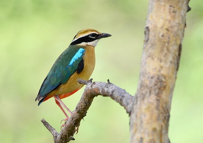 Indian Pitta - ML379722581