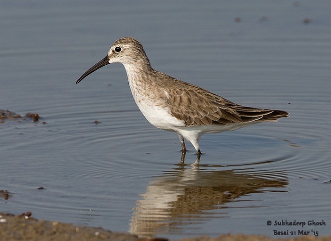 Curlew Sandpiper - ML379722631