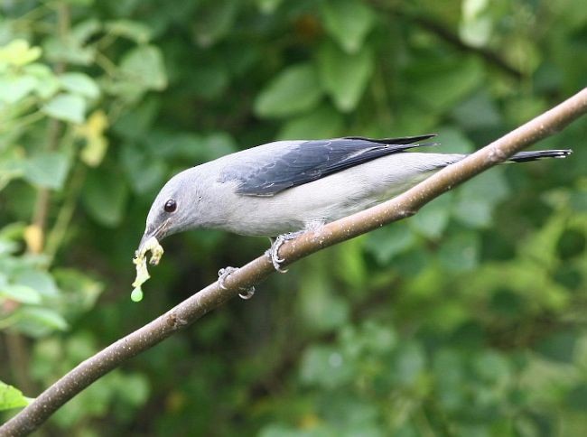 Black-winged Cuckooshrike - ML379722801