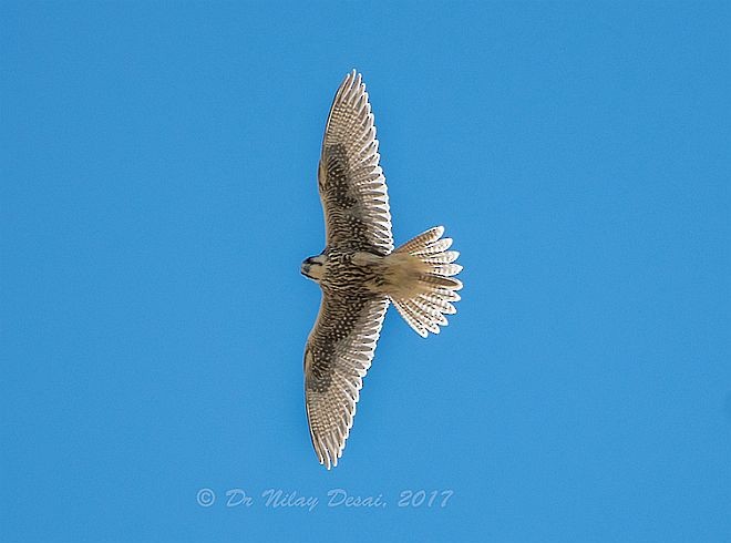 Saker Falcon - ML379722971