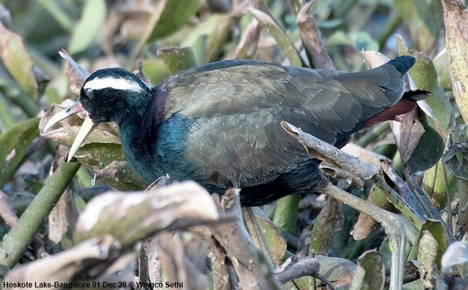 Bronze-winged Jacana - ML379723071
