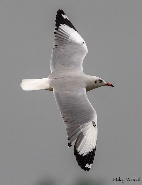 Brown-headed Gull - ML379723151