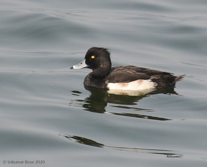 Tufted Duck - ML379723161