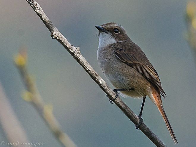 Gray Bushchat - Sumit  Sengupta