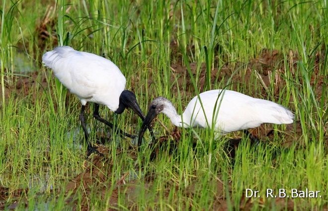 Black-headed Ibis - ML379723351