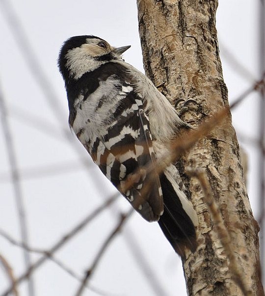 Lesser Spotted Woodpecker - Jon Hornbuckle