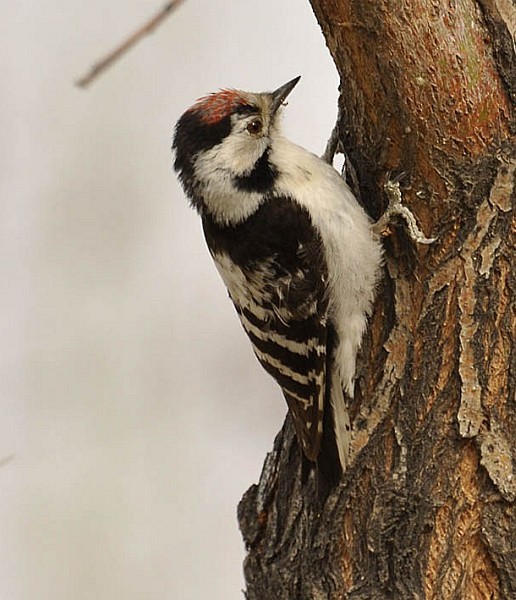 Lesser Spotted Woodpecker - ML379723471