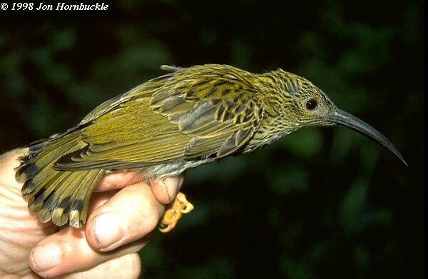 Streaked Spiderhunter - ML379723501