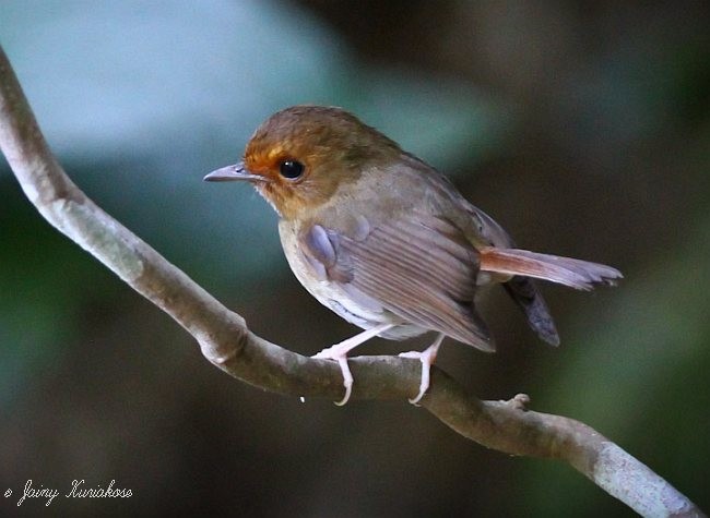 Rufous-browed Flycatcher - ML379723561