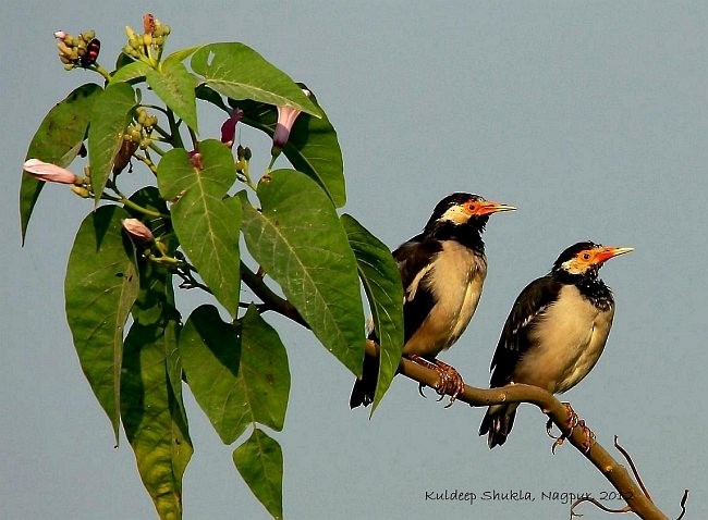 Indian Pied Starling - ML379723591