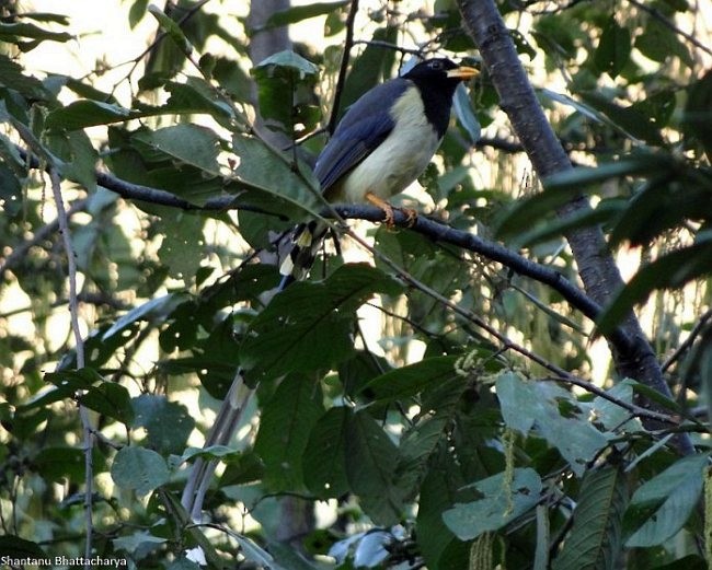 Yellow-billed Blue-Magpie - ML379723601