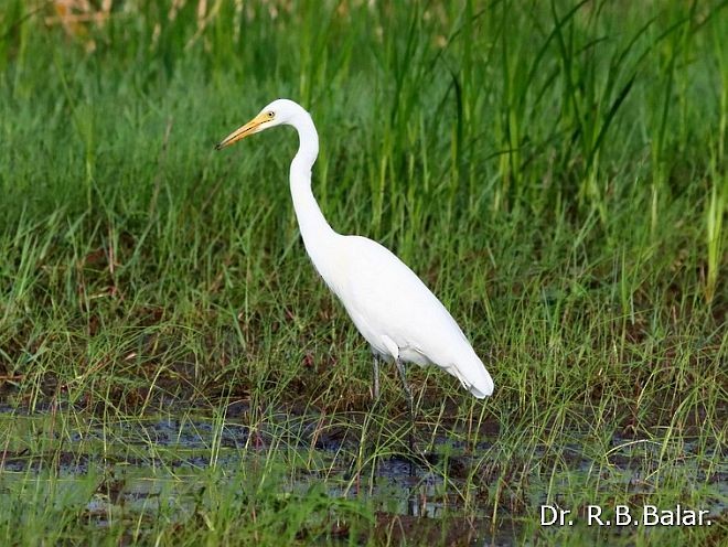 Airone bianco indiano - ML379723691